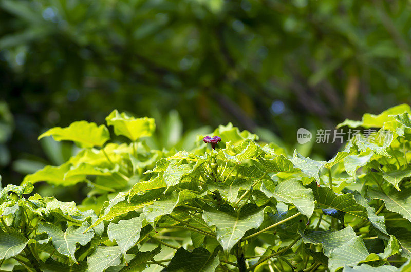 榕树(Ficus religiosa)，菩提树绿叶，精选重点。自然背景和壁纸